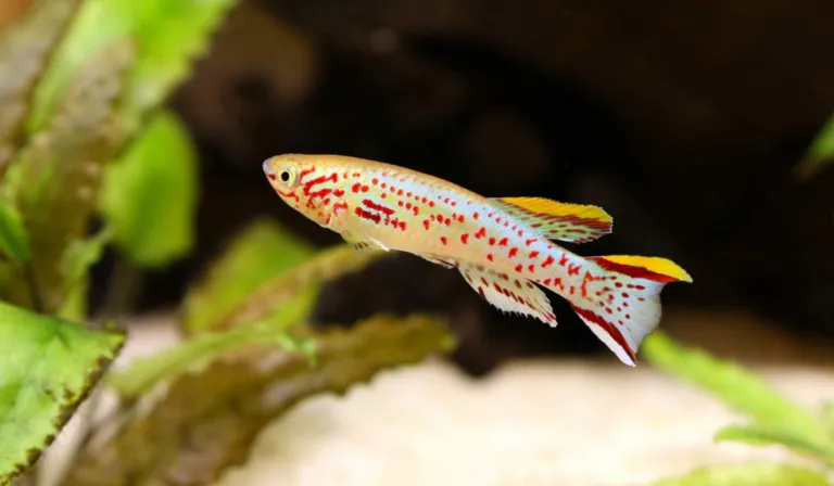 Peces más pequeños: la inesperada consecuencia del cambio climático en los océanos