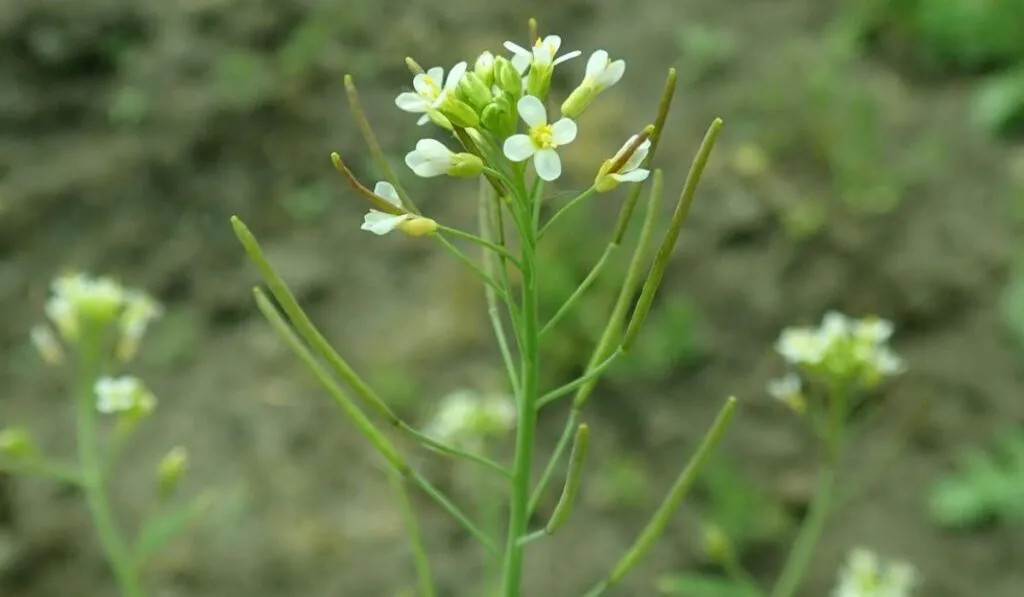 Plantas: evolucionan más rápido ante el cambio climático, pero no es suficiente
