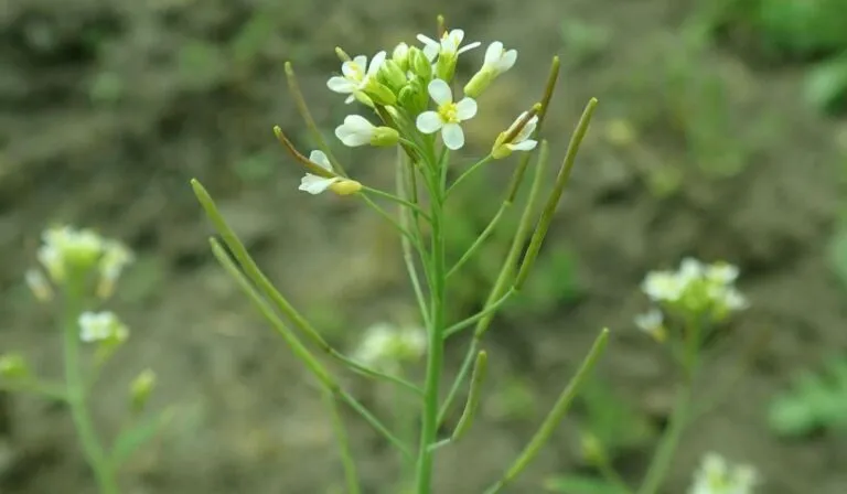 Plantas: evolucionan más rápido ante el cambio climático, pero no es suficiente