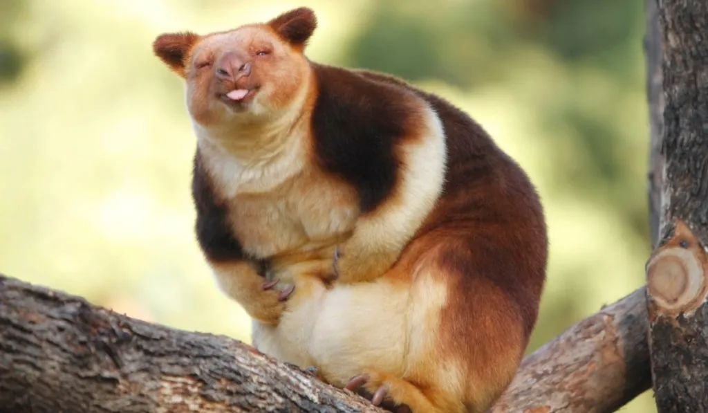 Regresa de la “extinción”: redescubren al canguro arborícola tras 90 años