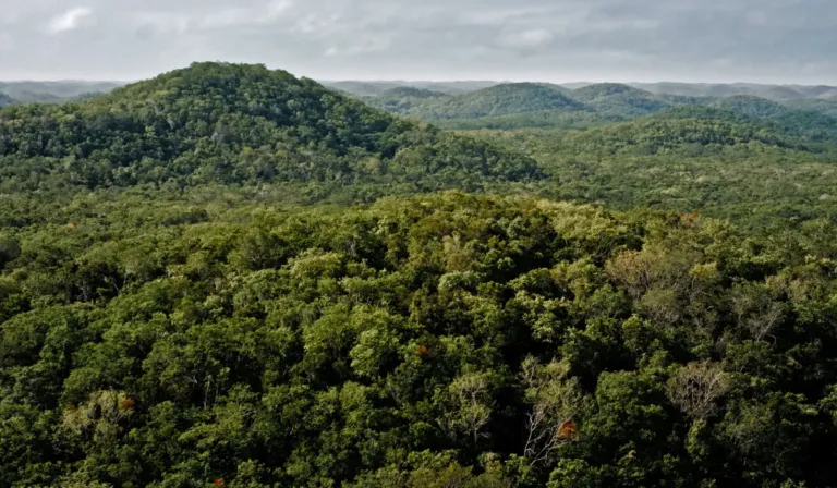 Selva maya en la mira: lanzan proyecto millonario para protegerla y beneficiar comunidades