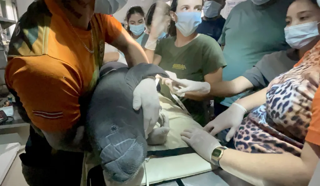 Un bebé manatí lucha por sobrevivir tras un rescate histórico en Costa Rica