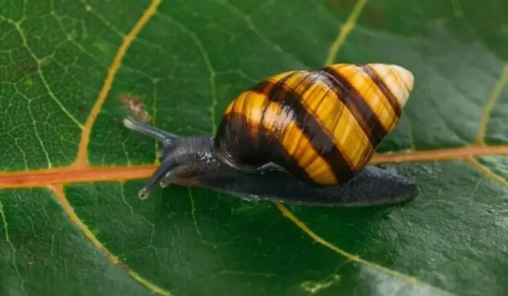 Vuelven del silencio: los caracoles hawaianos regresan al bosque tras 30 años desaparecidos