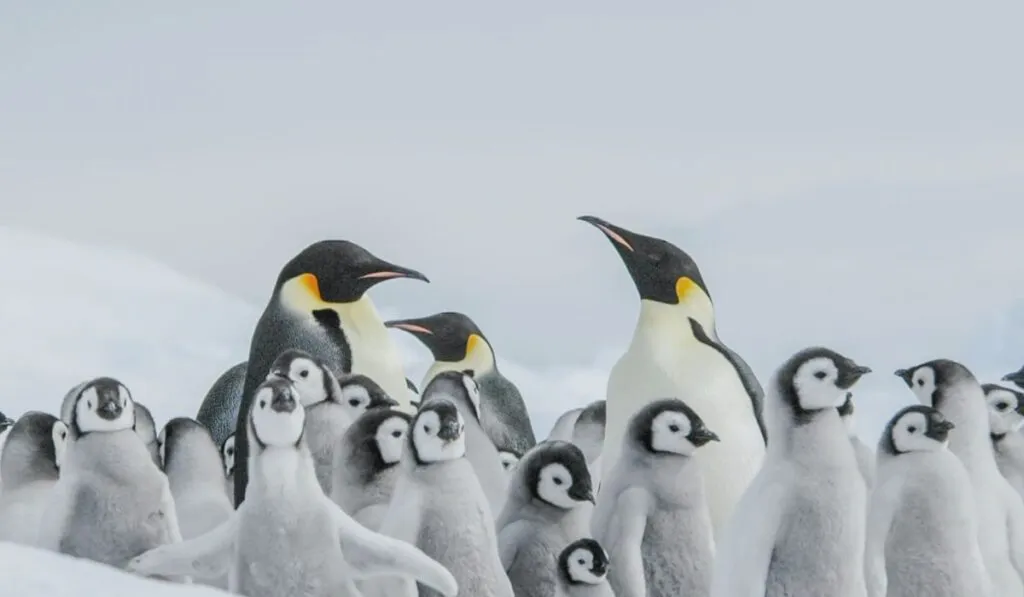 Alerta en la Antártida: el pingüino emperador ya enfrenta riesgo real de desaparecer