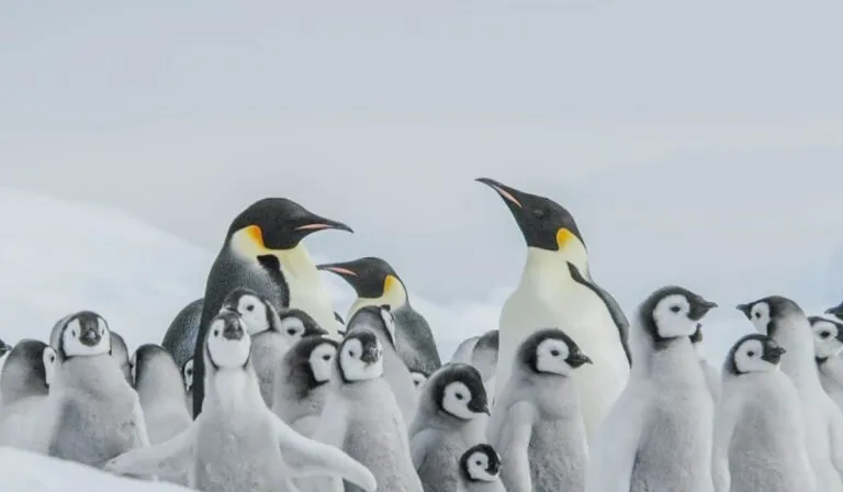 Alerta en la Antártida: el pingüino emperador ya enfrenta riesgo real de desaparecer