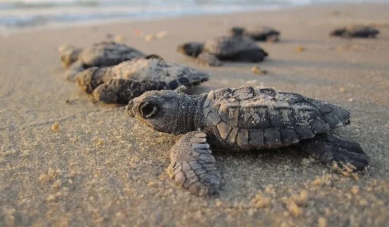 Alerta en Los Cabos: protegen nidos de tortuga ante el aumento de temperatura