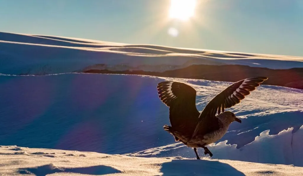 Aves en riesgo: el cambio climático está transformando la vida en la Antártida