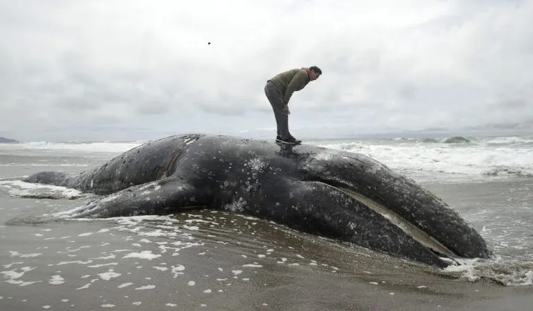 Ballenas grises en crisis: alarma por el aumento de muertes en la bahía de San Francisco