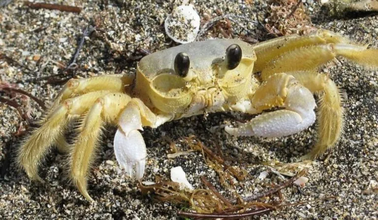 Cangrejos al rescate: Florida libera miles para salvar sus arrecifes de coral