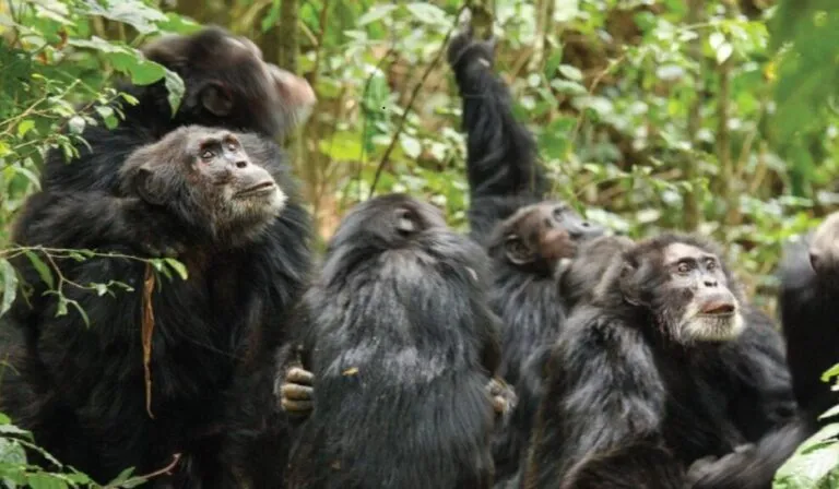Chimpancés en guerra: la violenta división que sorprende a la ciencia