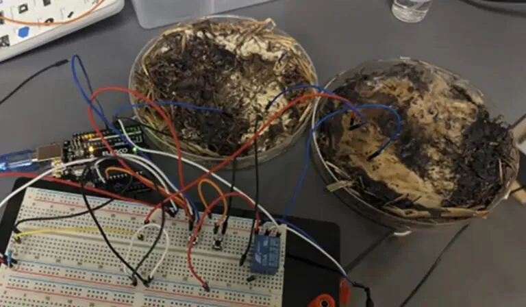 Computación fúngica: la tecnología que podría reemplazar al silicio con ayuda de los hongos