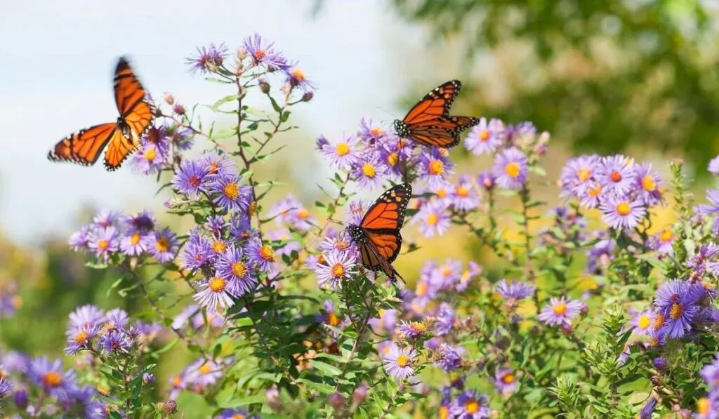 Convierte tu casa en refugio natural: así puedes crear un jardín polinizador paso a paso