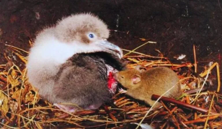 Hawái en alerta: ratas invasoras ponen en riesgo a sus aves únicas