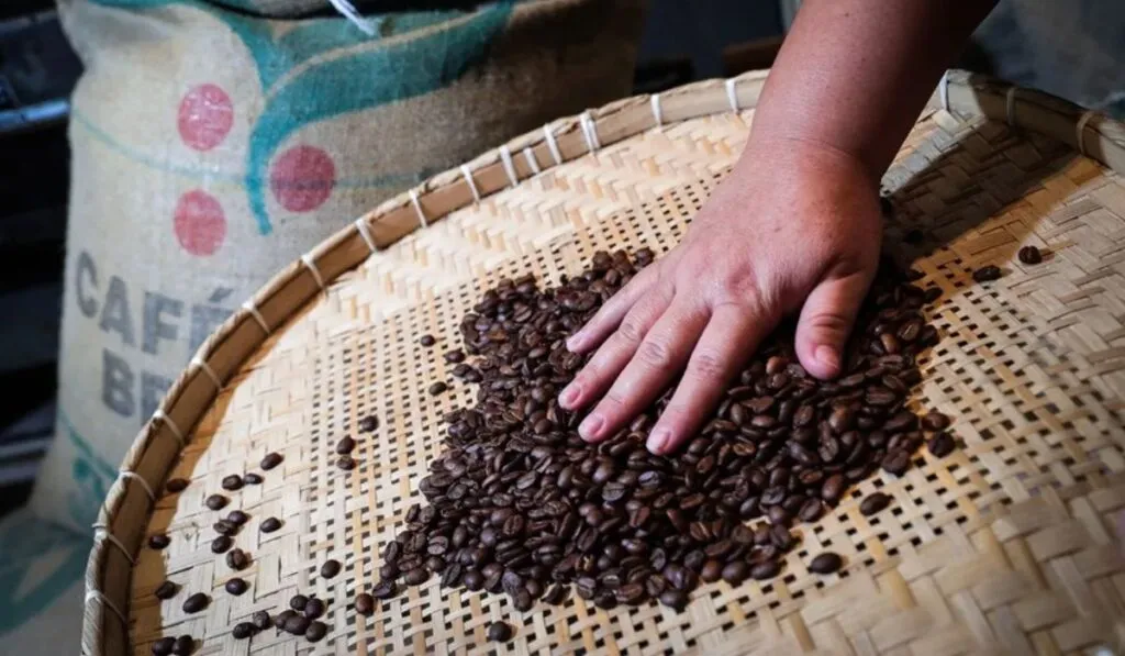 El café que podría salvar a Brasil: la variedad que resiste el cambio climático