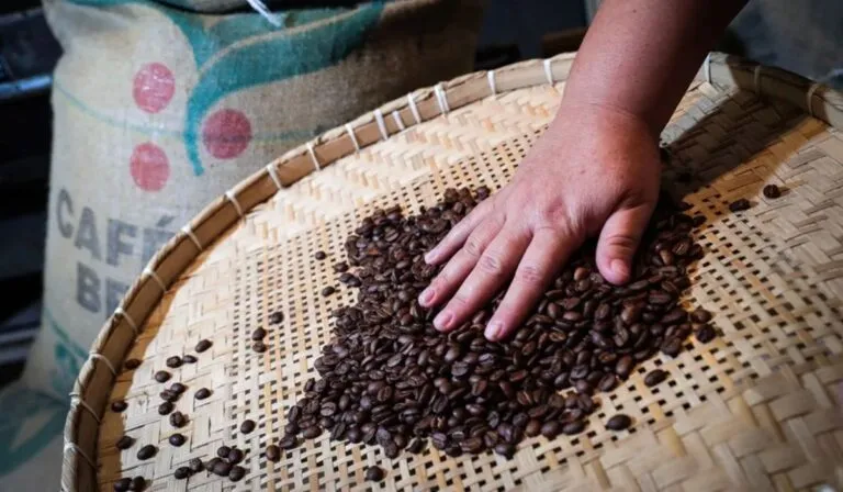 El café que podría salvar a Brasil: la variedad que resiste el cambio climático