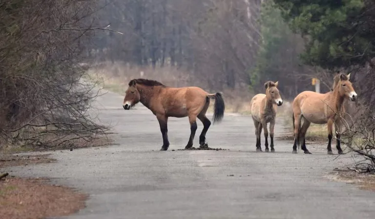 Chernóbil: el territorio prohibido donde la naturaleza volvió a empezar