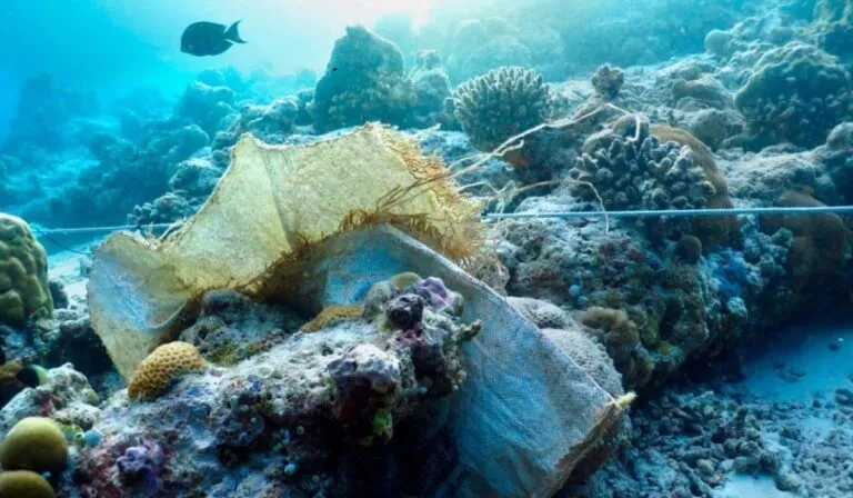 Plastisfera: el lado invisible del plástico que podría agravar la resistencia a antibióticos