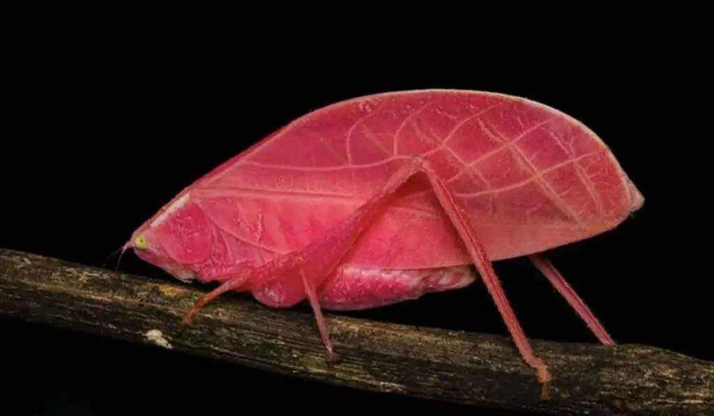 Saltamontes rosas sorprenden a la ciencia: ¿adaptación brillante o riesgo evolutivo?