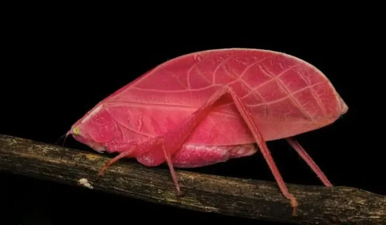 Saltamontes rosas sorprenden a la ciencia: ¿adaptación brillante o riesgo evolutivo?