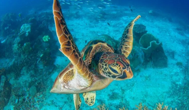 Tortugas marinas vs alga invasora: el inesperado equilibrio que protege los arrecifes de Hawái