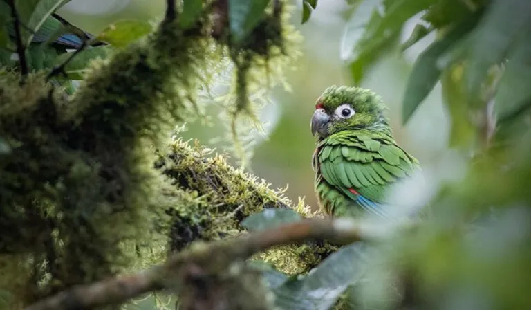 Ecuador sorprende al mundo: su selva recupera casi toda su vida en solo 30 años