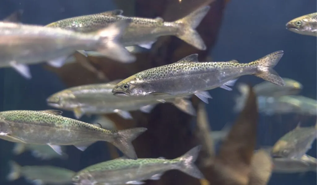 El colapso oculto de los ríos: los peces migratorios están desapareciendo