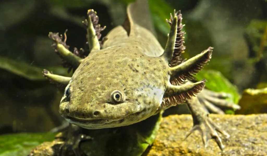 Del salón de belleza a los canales: así buscan salvar al ajolote con cabello humano