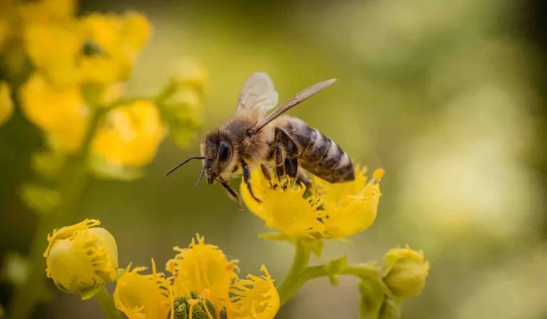 Abejas en peligro: el cambio climático altera su ciclo y amenaza los ecosistemas