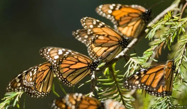 La mariposa monarca conquista el Caribe: Quintana Roo ya es su nuevo hogar