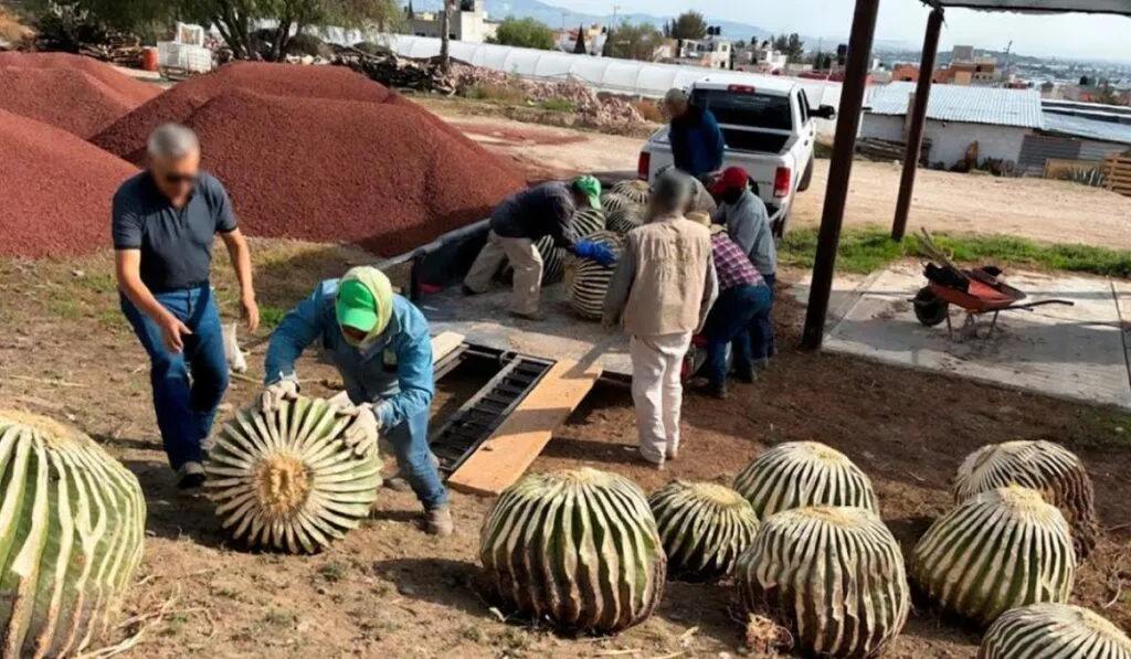 La Biznaga Burra está en peligro: el dulce tradicional que podría borrarla del mapa