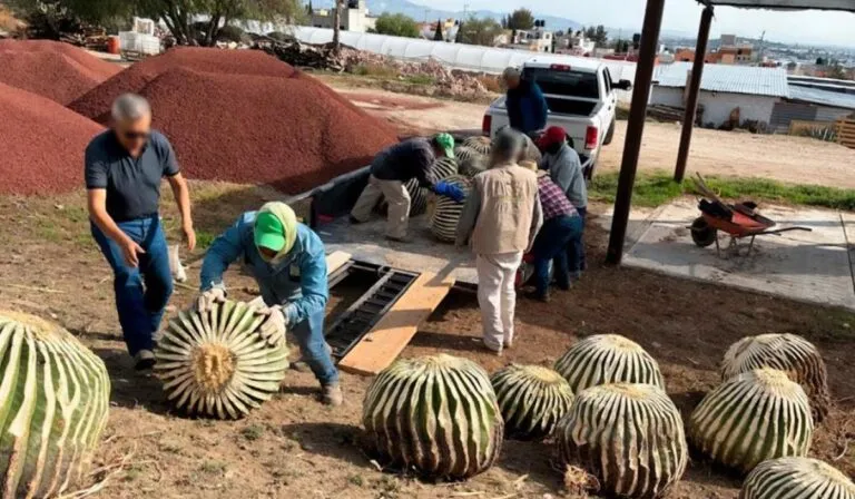 La Biznaga Burra está en peligro: el dulce tradicional que podría borrarla del mapa