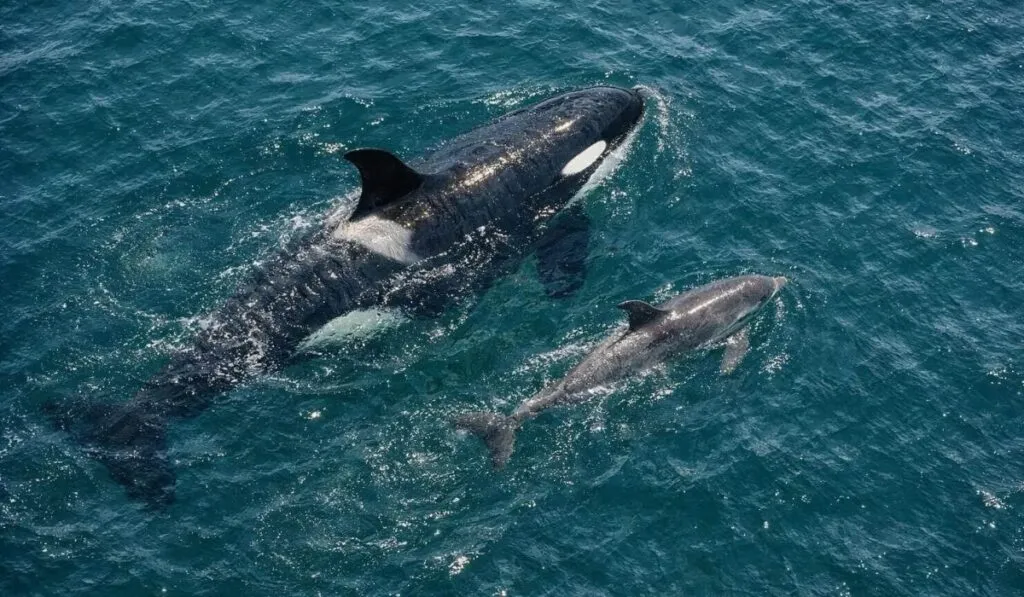 Un oído inteligente en el mar: la tecnología que escucha a las orcas en medio del ruido