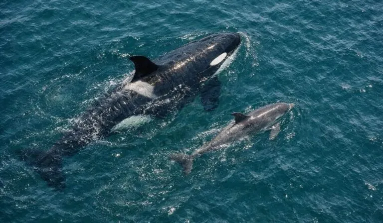 Un oído inteligente en el mar: la tecnología que escucha a las orcas en medio del ruido