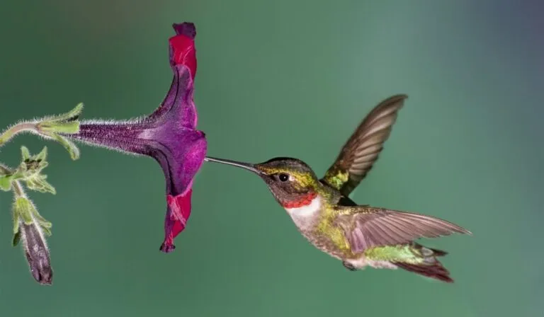 ¿Qué significa ver un colibrí? 7 interpretaciones que van más allá de lo que imaginas