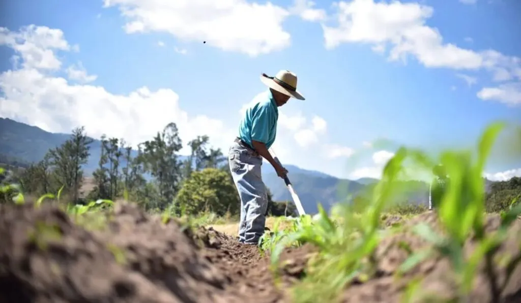 El calor extremo aprieta al campo: menos cosechas y más riesgo para la alimentación mundial