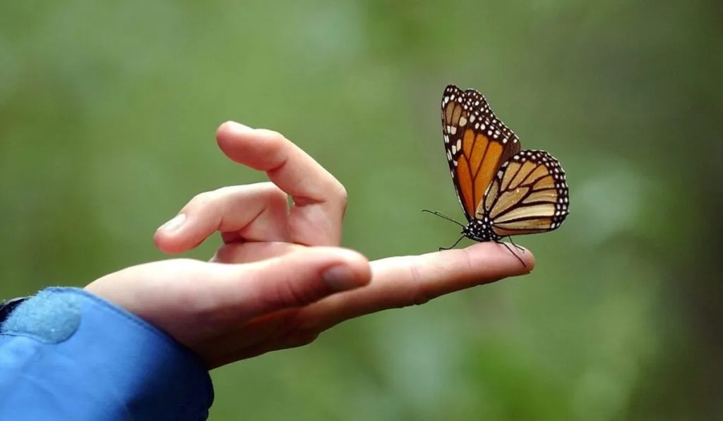 El efecto mariposa monarca: cómo México protegió a una especie y benefició a millones