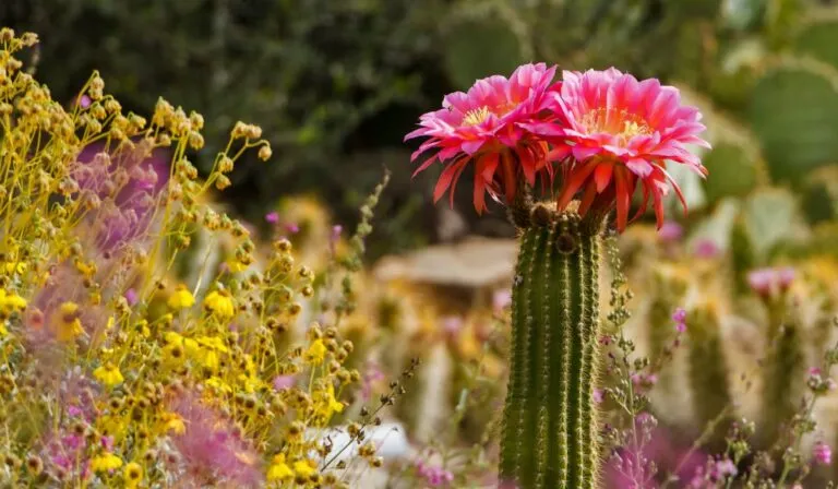 El secreto de los cactus: su éxito no está en resistir… sino en cambiar