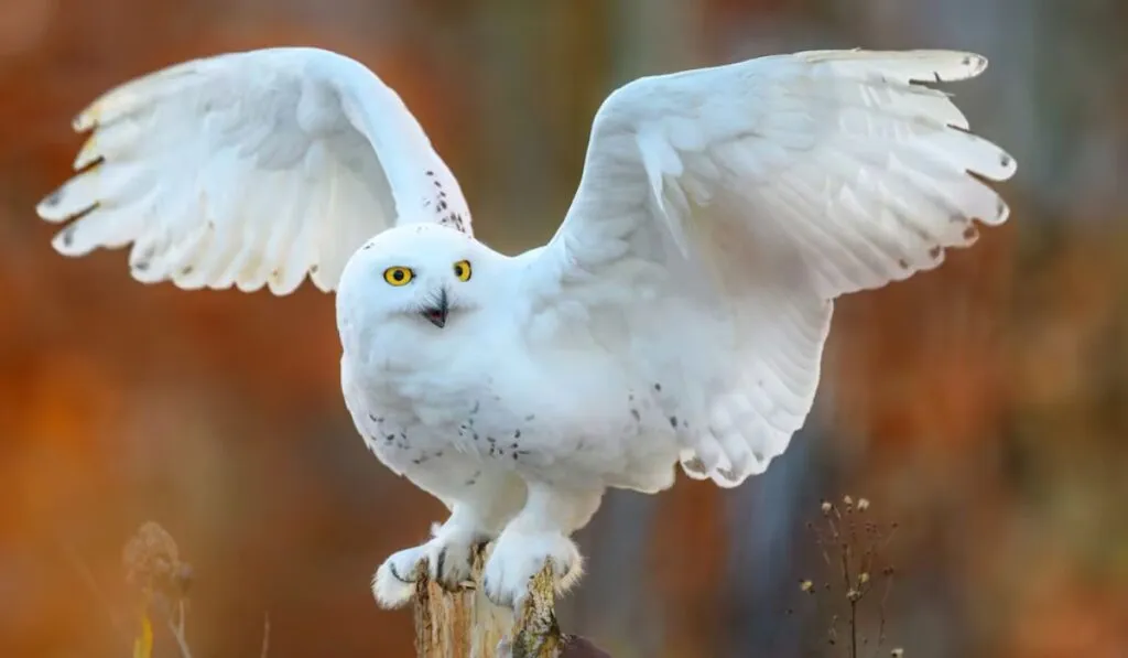 Hedwig no está sola: 40 especies migratorias reciben protección mundial