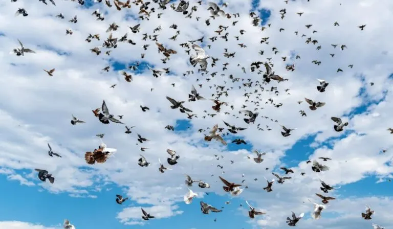 Las aves están cambiando su plumaje por el calor: la adaptación que revela el impacto humano