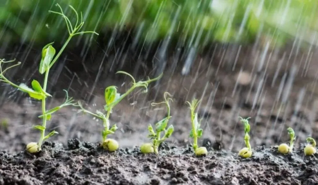 Las plantas escuchan la lluvia: descubren que las semillas germinan más rápido con sonido