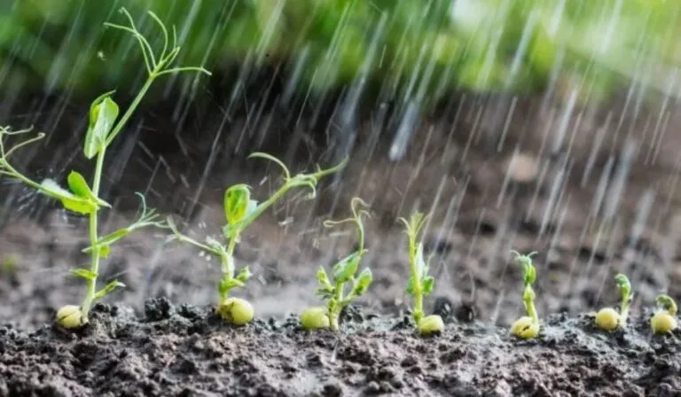 Las plantas escuchan la lluvia: descubren que las semillas germinan más rápido con sonido