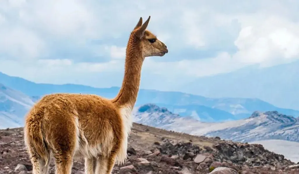 Latinoamérica pierde especies y voces: la alarmante señal que no estamos escuchando