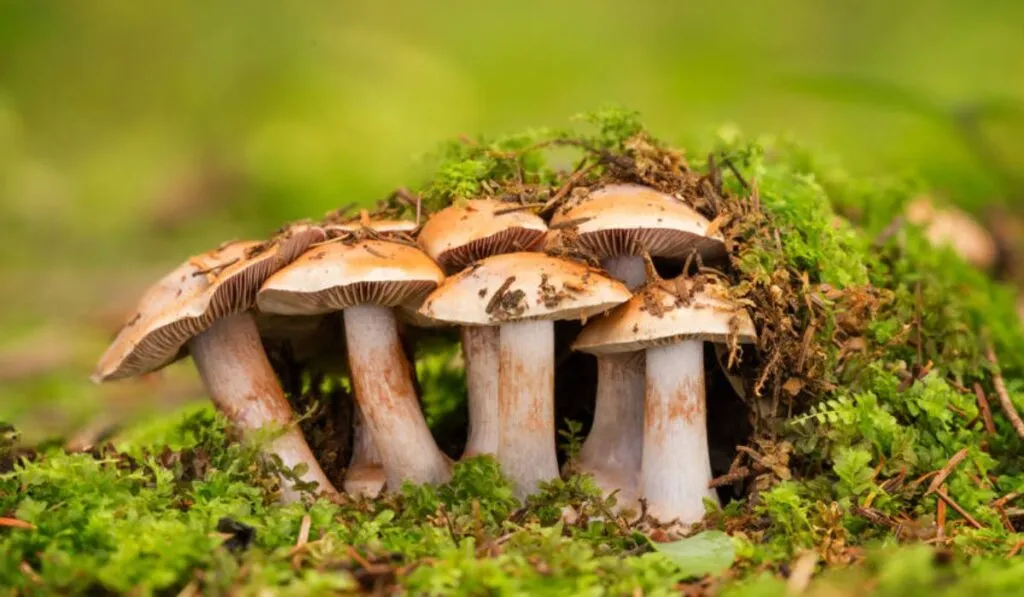 Defensa de los hongos es impulsada por científicos africanos