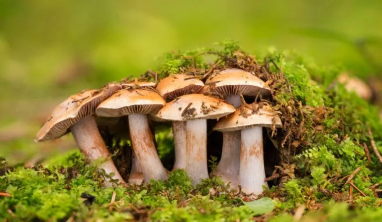 Defensa de los hongos es impulsada por científicos africanos