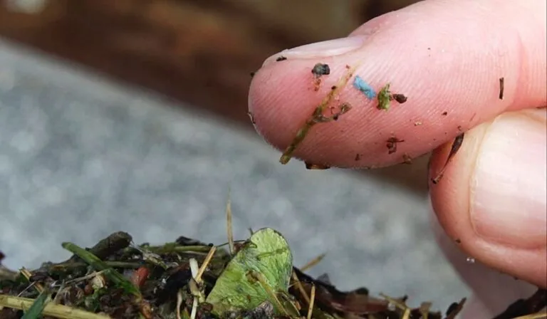 Microplásticos en bosques: la contaminación invisible que cae del cielo y se queda por décadas