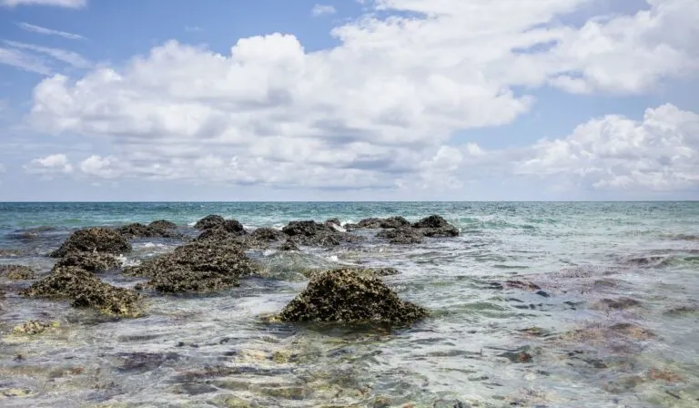 Parásitos marinos avanzan hacia zonas frías: la alerta científica que cambia lo que sabíamos