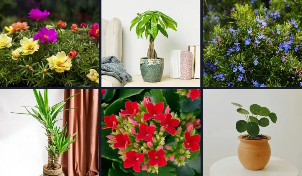 Plantas resistentes: 16 opciones que sobreviven sin riego constante y siempre lucen bien