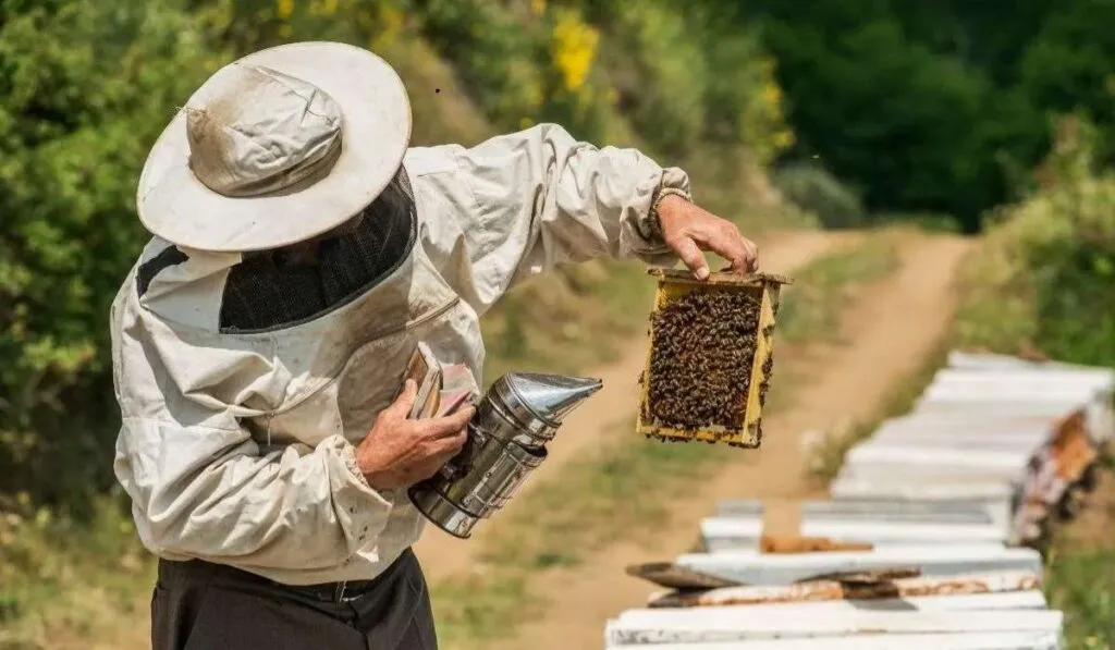 Polinizadores en México enfrentan grave riesgo por plaguicidas, cambio climático y pérdida de hábitat, afectando cultivos y biodiversidad.