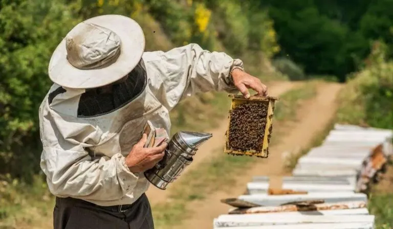 Polinizadores en México enfrentan grave riesgo por plaguicidas, cambio climático y pérdida de hábitat, afectando cultivos y biodiversidad.
