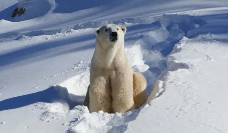 ¿Un oso bilingüe? La historia de Yelle sorprende a científicos y amantes de los animales